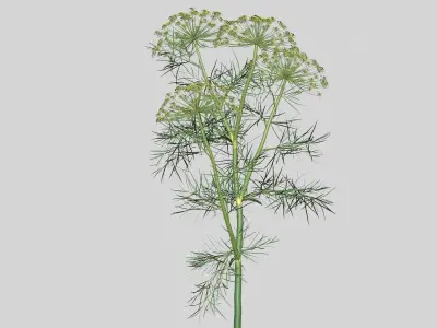 Dill Plant 3D model
