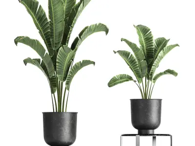 Banana palm in a pot for the interior 846 3D model