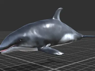 White-sided dolphin Low-poly 3D model