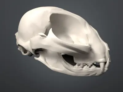 Cat Skull 3D model