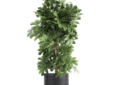 Decorative Schefflera in flowerpots 763 3D model