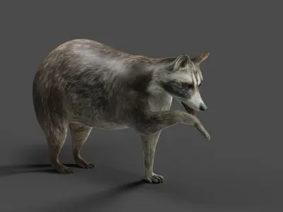 Raccoon Rigged Animation in Blender  Low-poly 3D model
