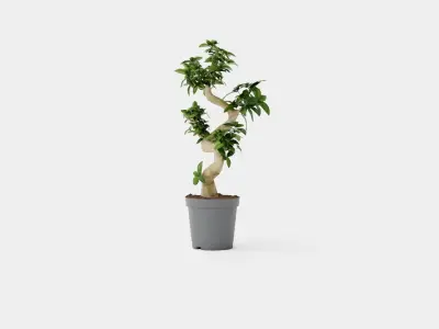 Ficus Microcarpa Ginseng Low-poly 3D model