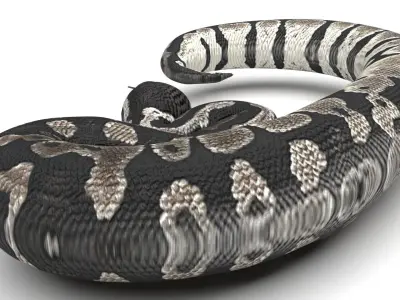 Axanthic Ball Python Snake 3D model