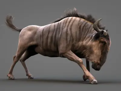 Wildebeest XGEN CORE RIGGED 3D model