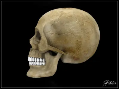 Human skull std mat 3D model