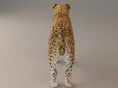 Leopard Fur model 3D model