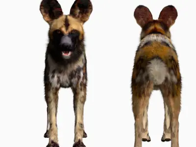 African wild dog 3D model