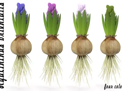 Hyacinth small 3D model