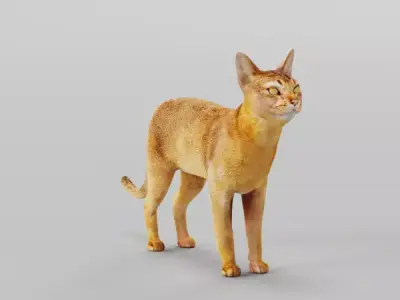 Abyssinian Cat 3D model