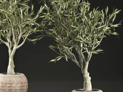 Olive tree for the interior in basket 644 3D model