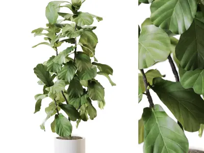 Plant Collection Vol 59