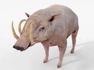 Babirusa warthog Low-poly 3D model