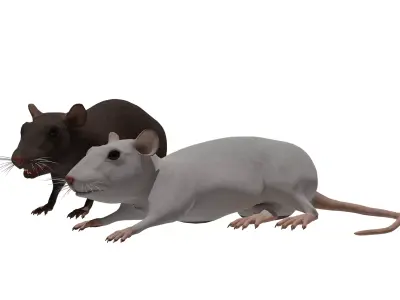 Rat grey and white Low-poly 3D model