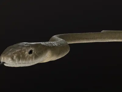 Black Mamba Snake Low-poly 3D model