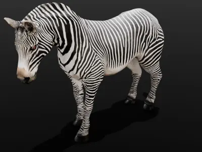 Animated Zebra 3D Model Low-poly 3D model