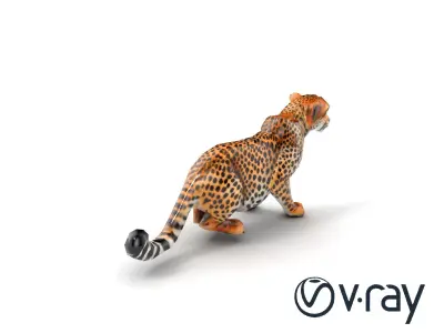 Agile Cheetah with Sleek Spotted Coat model pack Low-poly 3D model
