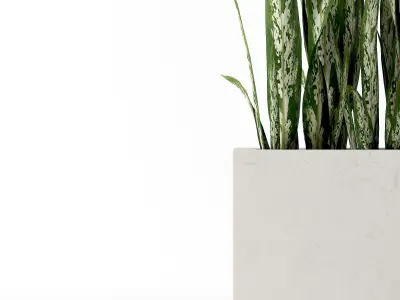 indoor plant 04 3D model
