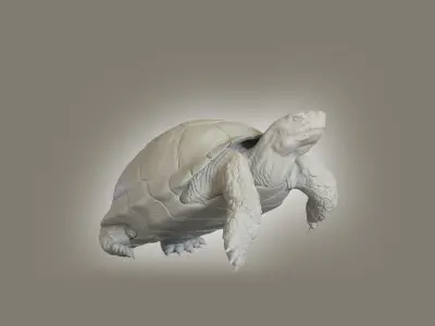 Turtle Low-poly 3D model
