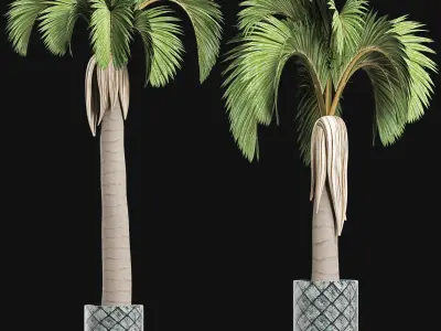 Plants Collection 158 Palm 3D model