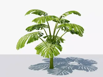 Monstera Tropical Plant Low-poly 3D model