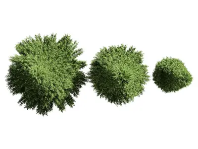 A set of fir trees of different diameters 3D model