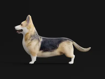 Pembroke Welsh Corgi Dog Low-poly 3D model