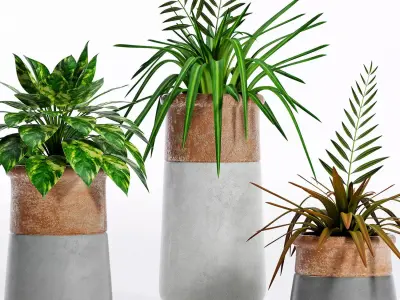 Decorative plant set-5 3D model