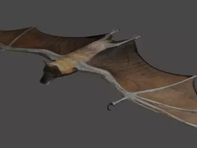 Fruit bat Low-poly 3D model