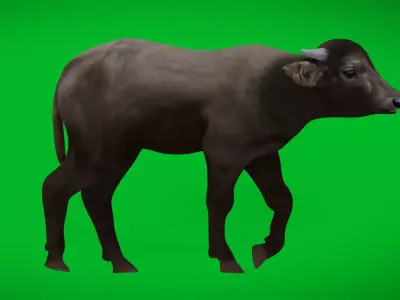 Water Buffalo Calf Low-poly 3D model