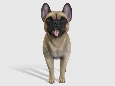 Dog - French Bulldog Low-poly 3D model