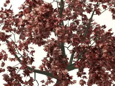 Red Maple no 1 3D model