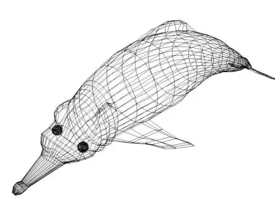 Dolphin - River 3D model