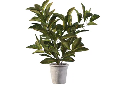 Croton in rustic pot 3D model