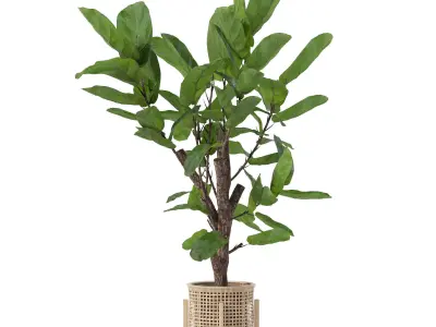 Ficus lyrata in modern flower pot 3D model shop