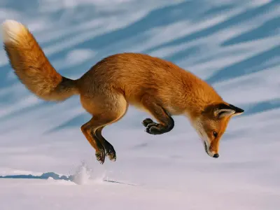 Realistic Red Fox Low-poly 3D model