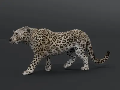 Leopard Animated Low-poly 3D model