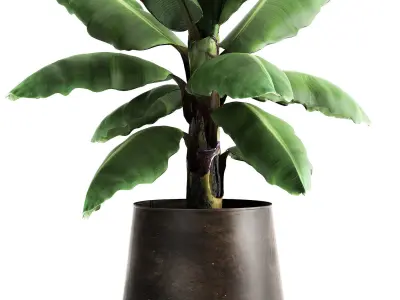 Ravenala palm in a rust pot for the interior 977 3D model