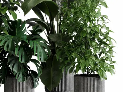 indoor plant 526 pot plant ficus rubbery monstera concrete  3D model