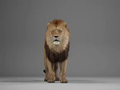 Male Lion  UE Character Asset 3D model