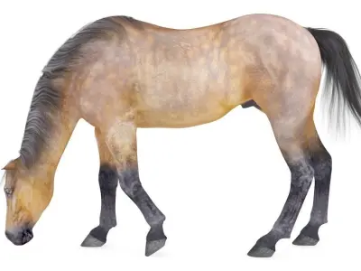 Horse Collection 02 3D model