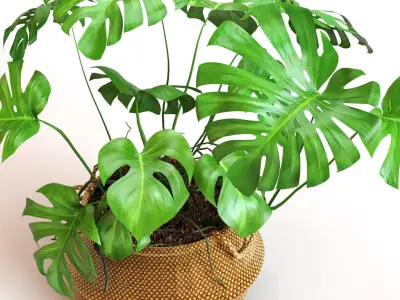 Monstera plant in wicker basket 3D model