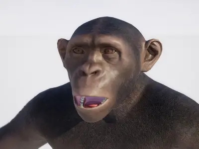 Chimpanzee 3D model purchase