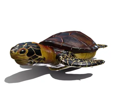 Sea Turtle Low-poly 3D model