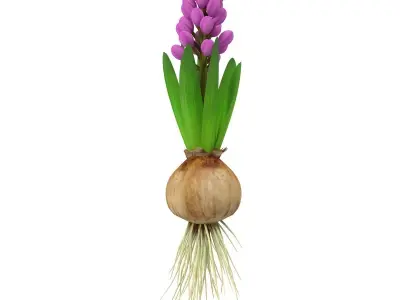 Hyachinth mid 3D model