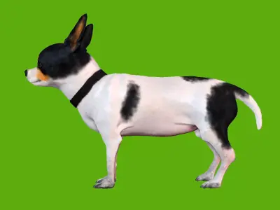 Chihuahua dog 3D model