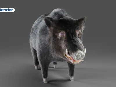 Fur Black Wild Boar NO Rigged in Blender Low-poly 3D model