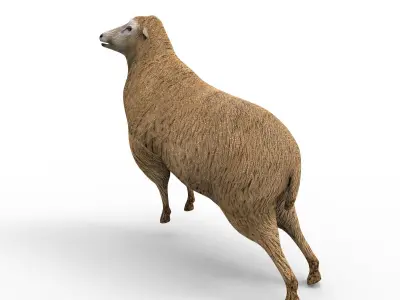 Low poly 3D Sheep Rigged Low-poly 3D model