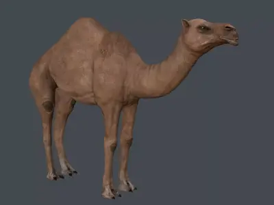 Camel   in game Low-poly 3D model