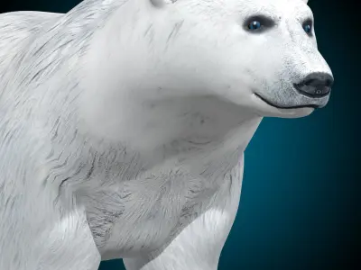 Polar Bear 3D model